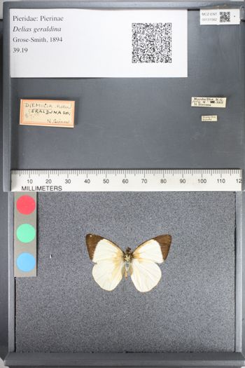 Media type: image;   Entomology 131562